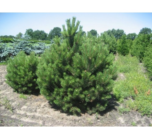 Сосна черная австрийская (Аustriaca) С3